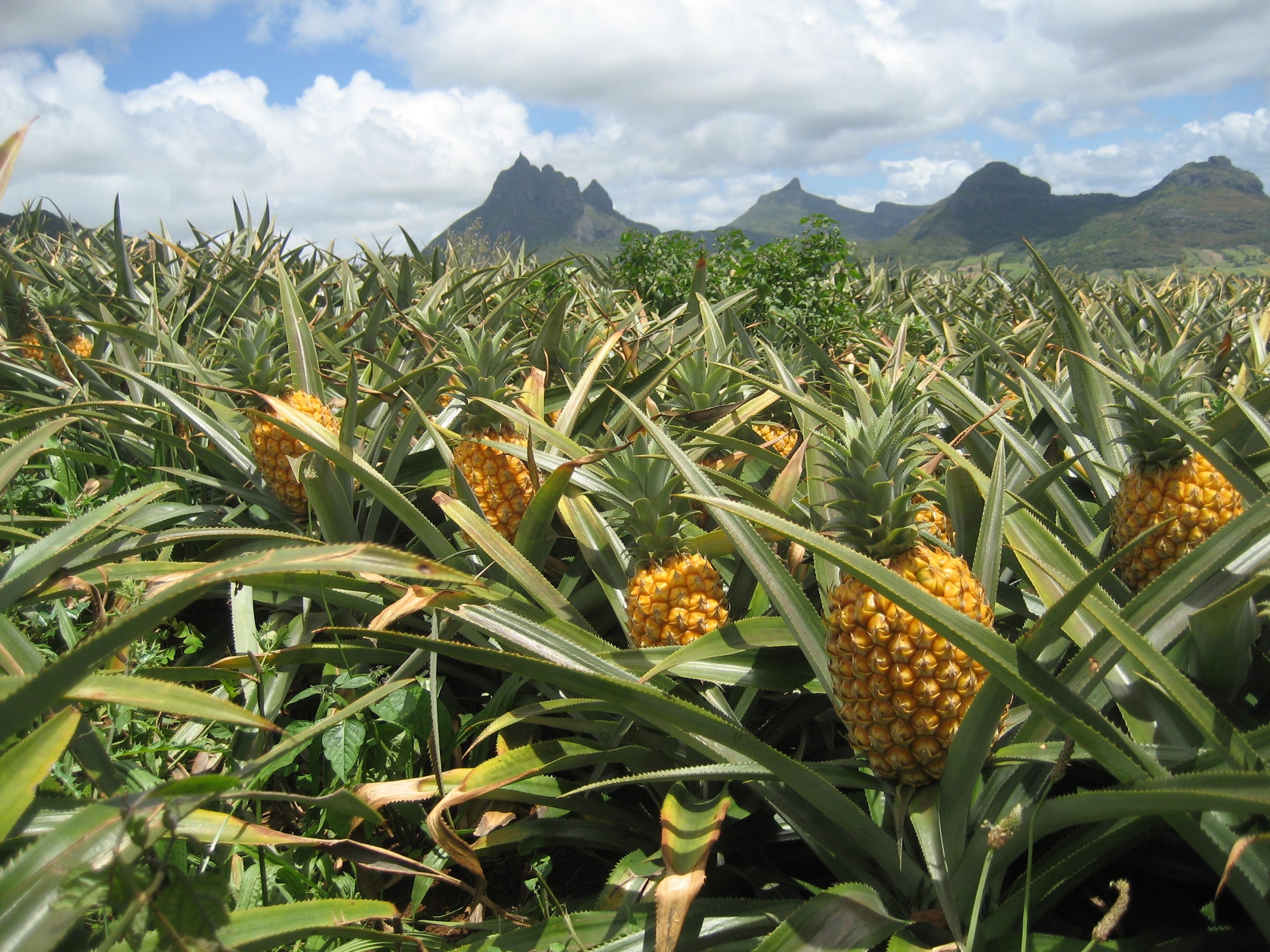 How do you make fabric out of pineapples?